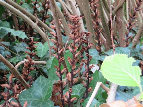 Une Plante Parasite Suceuse De S Ve Vannes Maville