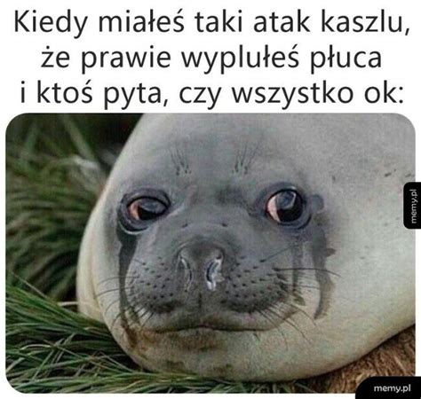 Kanapka Poncyljusza Memy Pl