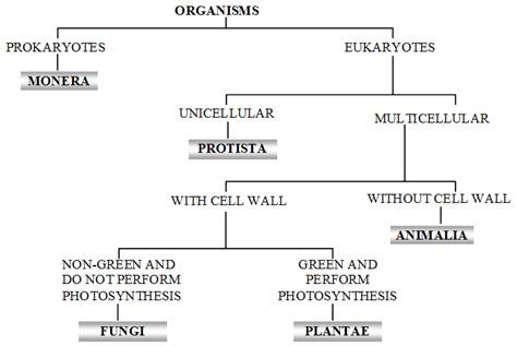 Kingdom Classification Biology