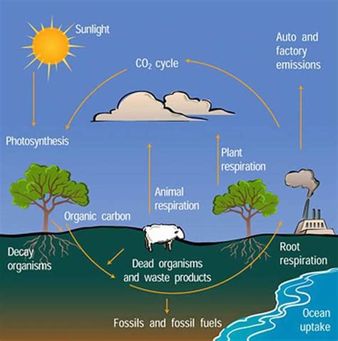 Plant Life: Carbon Cycle