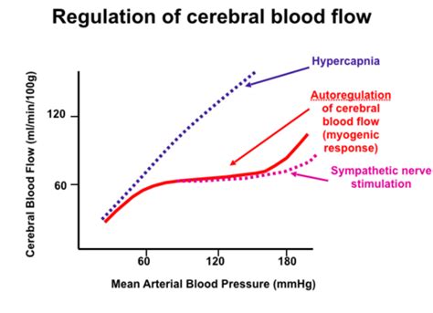 Intracranial Pressure And Regulation Flashcards Quizlet