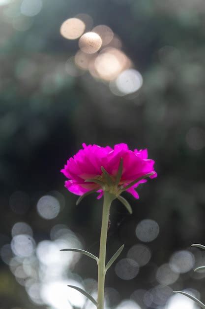 Linda Planta De Portulaca Grandiflora Moss Rose Flor Vermelha