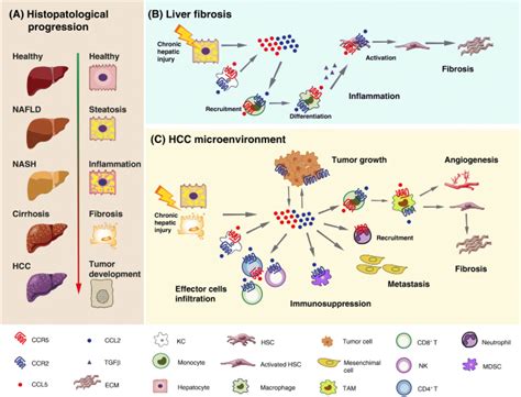 Dual Ccr5 Ccr2 Targeting Opportunities For The Cure Of Complex