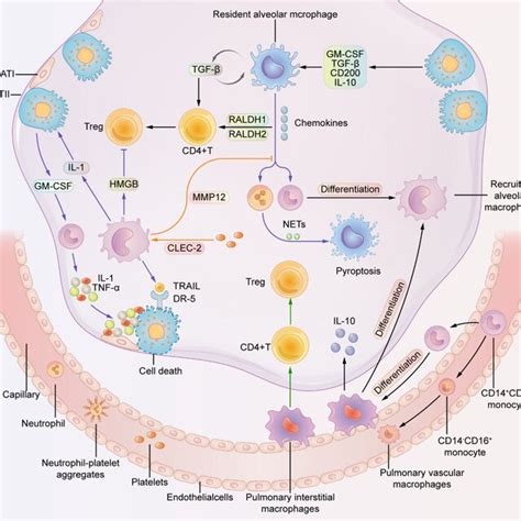 The Function Of Pulmonary Macrophages And Their Interactions With Other