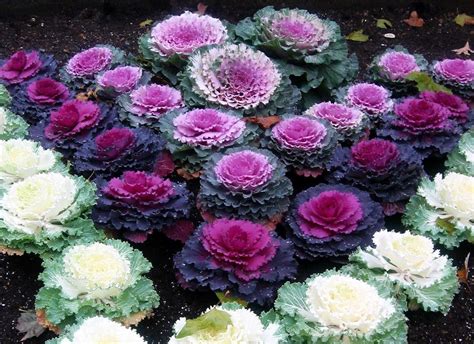 Decorative Cabbage Seeds MIX Decorative Cabbage and Kale | Etsy