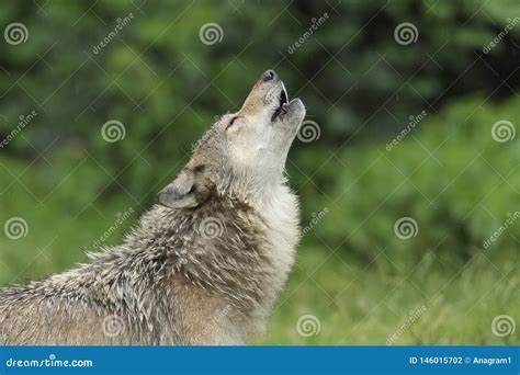 Howling Gray Wolf stock photo. Image of head, calling - 146015702