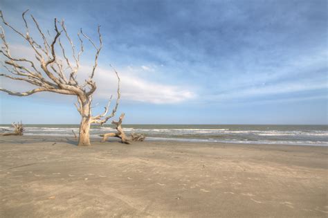 Bulls Island, SC. Boneyard Beach by Dave Halbig - Photo 9974799 / 500px