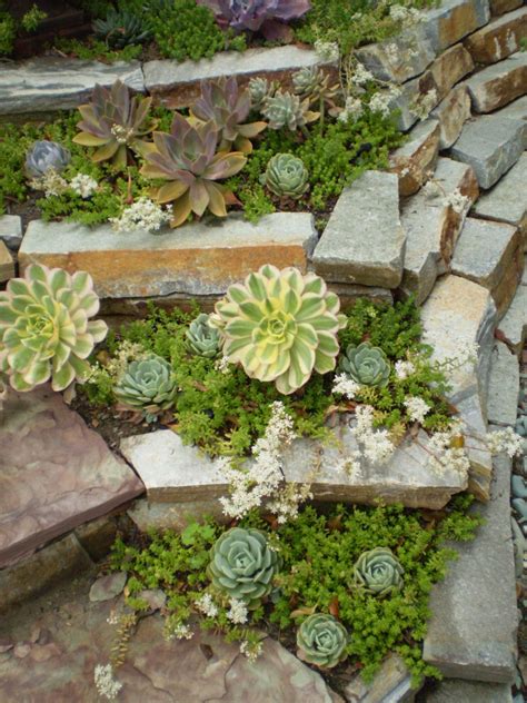 20+ Succulent Rock Garden Design – DECOOMO