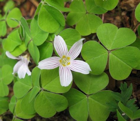 Oxalis Elise Krohn Wild Foods And Medicines