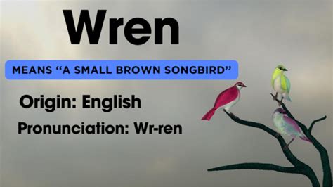 Biblical Meaning Of The Name Wren