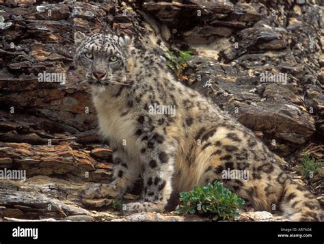 Snow Leopard Panthera Uncia Stock Photo Alamy