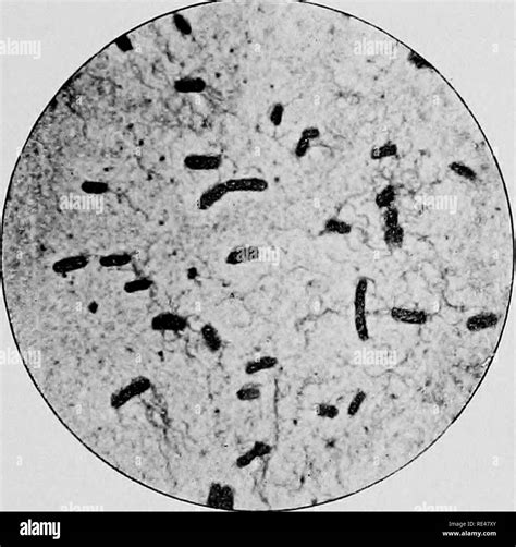 Bacteriolog A En Medicina Y Cirug A Un Manual Pr Ctico Para M Dicos