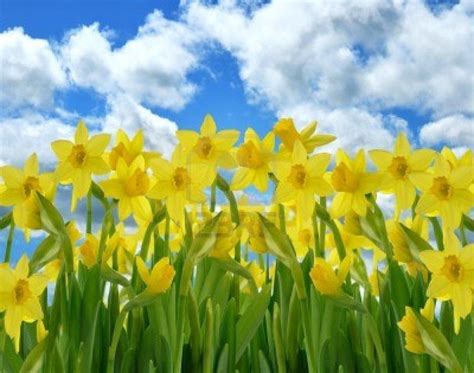 Daffodils Wallpapers Wallpaper Cave