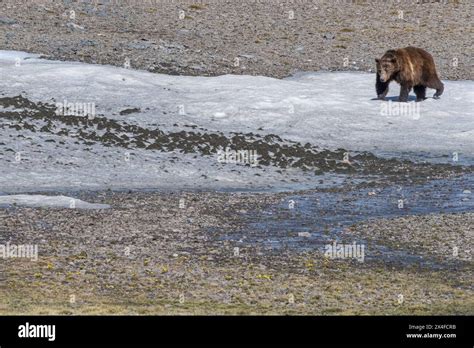 USA, Wyoming. Old Grizzly Bear traversing snow field, Absaroka Mountains Stock Photo - Alamy