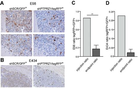 Ptprz Knock Down Impairs Glioma Growth In Vivo Suspensions Of E Or