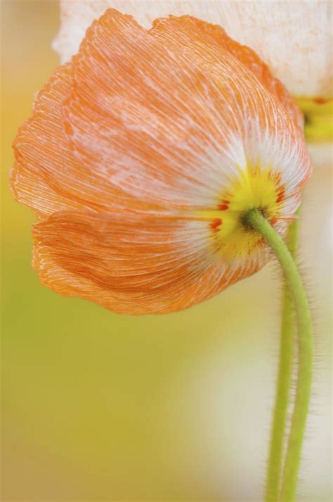 Poppy Poppies Flower Painting Flowers