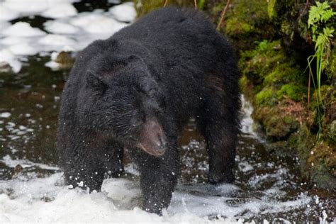 Premium Photo | Isolated black bear while eating a salmon in alaska