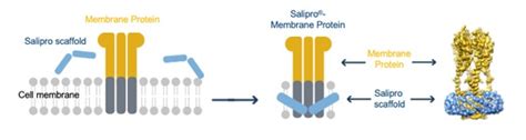 Sane In The Membrane Salipro One Step Reconstitution Of Gpcrs And Ion