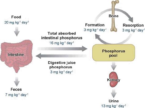 Novel Mechanisms In The Regulation Of Phosphorus Homeostasis