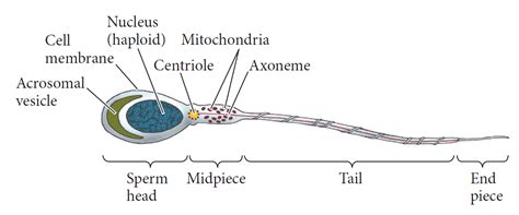 Structure of Mammalian Sperm - Rethink Biology Notes - Developmental ...