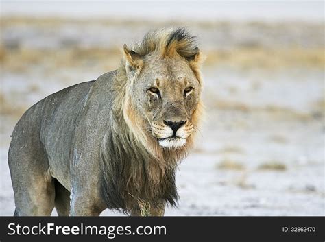 73+ Desert lion Free Stock Photos - StockFreeImages