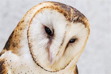 Owl High Resolution Owl Face Photo Barn Owl Catholic Owl And