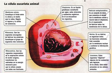 Que Son Las Celulas Eucariotas