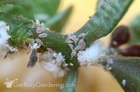 76 HD How To Treat White Mites On Plants - insectza