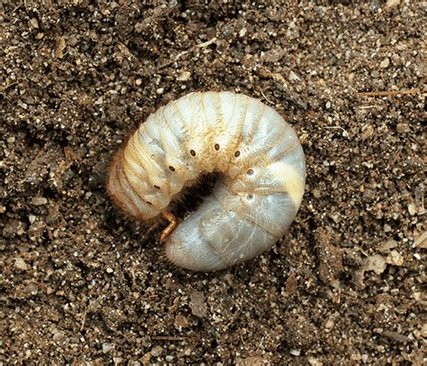 How To Prevent Grubs In Your Lawn The Veron Company Massachusetts