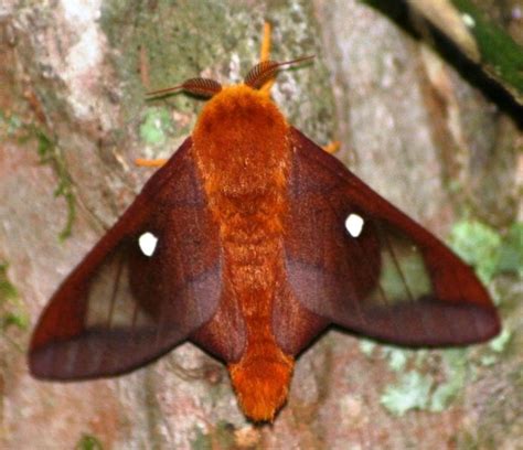 Spiny Oakworm Moth Anisota Stigma It Is Found From Massachusetts And