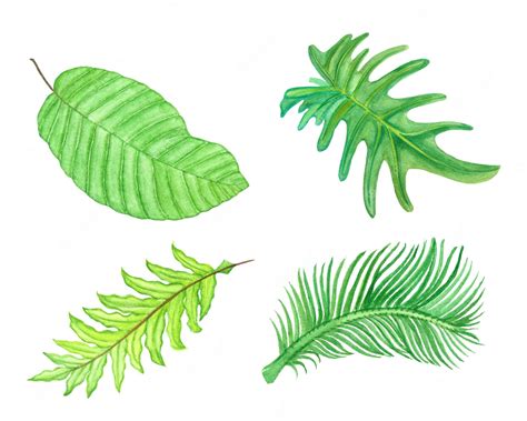 Premium Vector Watercolor Tropical Leaves Set Exotic Palm Leaves