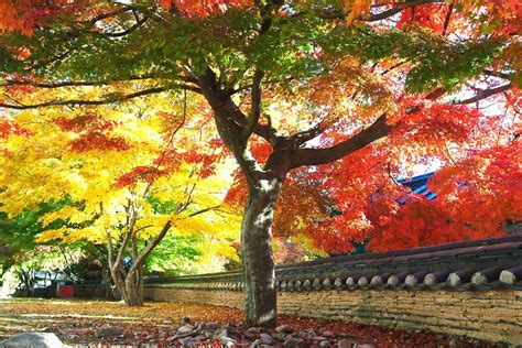 Korea E Tour: Korea Autumn Tour