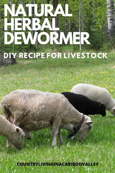 How To Make Your Own Natural Herbal Dewormer For Livestock Pet Sheep