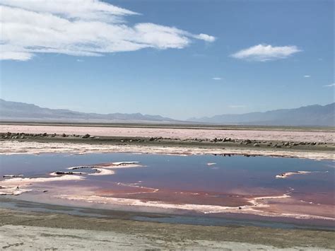 Owens Lake Big Day – Friends of the Inyo