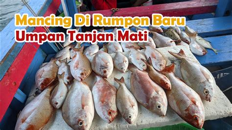 Mancing Ikan Di Rumpon Baru Umpan Tanjan Mati Fullstrike Massehh