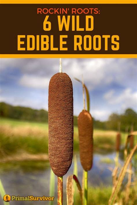 Wild Edible Roots And Tubers You Can Eat Wild Food Foraging Wild