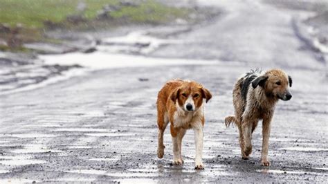 Maltrato Animal El Abandono De Perros Y Gatos Vuelve A Repuntar En