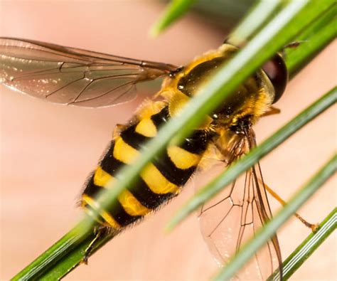 Epistrophe Grossulariae Syrphus Bugguide Net