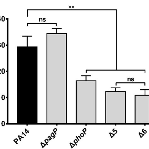 Roles Of Phop Regulated Genes In The Bacterial Tolerance To Polymyxin B