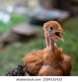 6 Week Old Naked Neck Pullet Stock Photo 2309131433 Shutterstock