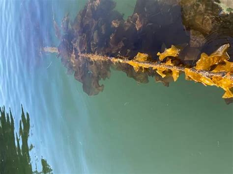 Kelp Farms Could Help Reduce Coastal Marine Pollution