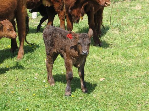 Baby Calf Free Stock Photo - Public Domain Pictures