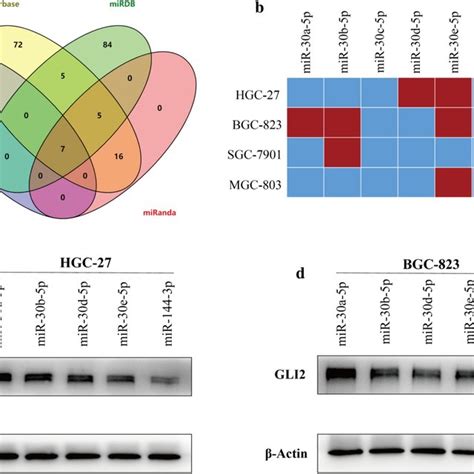 Mir P Downregulates Gli Expression In Gastric Cancer A The Venn