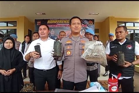 Foto Tanam Ganja Dalam Pot Di Hutan Warga Kabupaten Bandung Ditangkap