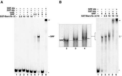 Ternary Complex Formation Between Barx1b Srf And Tm Carg Probe A