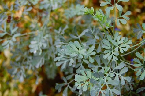 La Ruda una planta aromática y culinaria Germigarden Blog