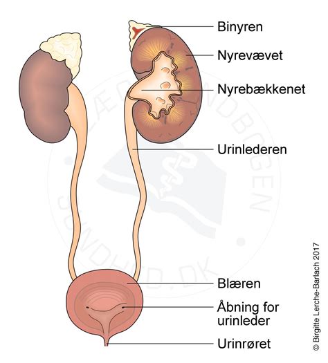 Overaktiv blære Patienthåndbogen på sundhed dk