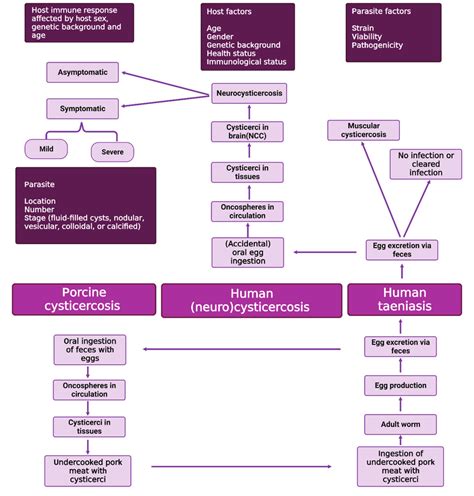 T Solium Infection Depicting The Stages Of Human And Porcine Download Scientific Diagram