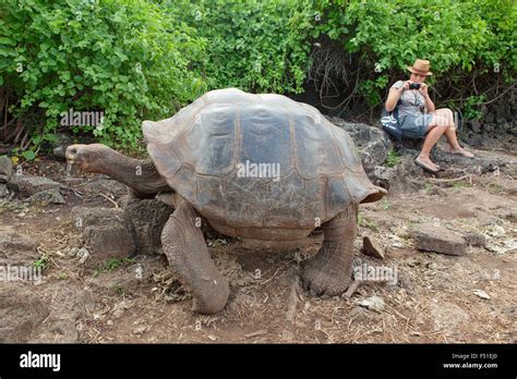 Tortuga Gigante En El Centro De Investigación Charles Darwin La Isla