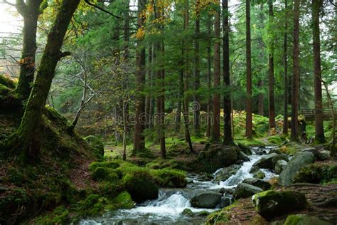 Wicklow National Park, Ireland Stock Image - Image of foliage, mountain ...